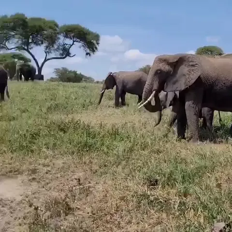 Elephants in Mikumi National Park